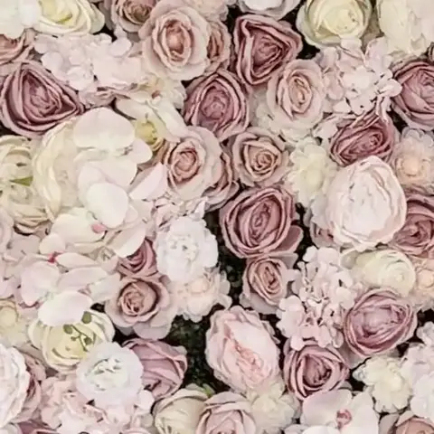 Gros plan du mur de roses poudrées et blanches
